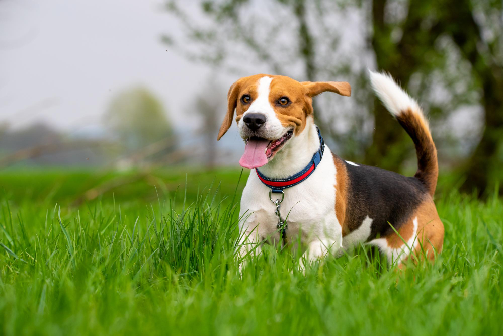 PEPTIDES FOR PETS